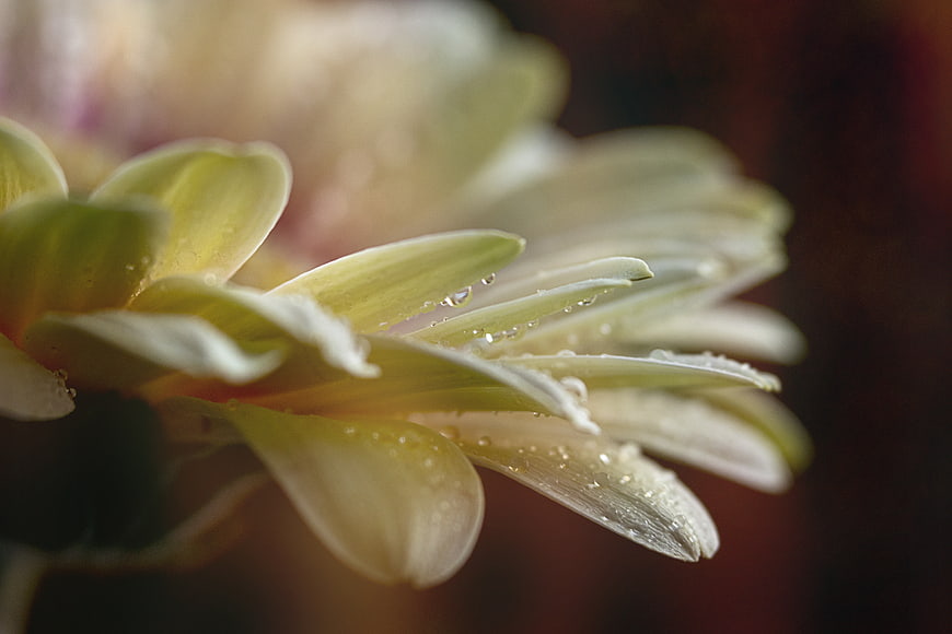 Macro Close-Up of Yellow Gerbera Daisy with Water Droplets