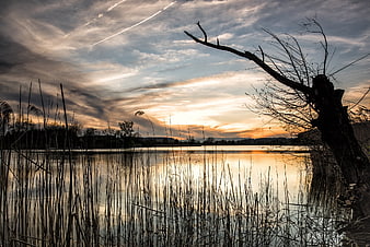 Dramatic Sunset Silhouette Over Lake with Reeds and Dead Tree
