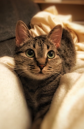 Cute Tabby Cat Portrait Wrapped in Blanket