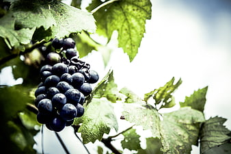 Close-up of ripe purple grapes on a vine with green leaves