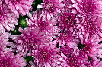 Close-up of vibrant pink chrysanthemum flowers