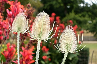 Close-up of Teasel Flowers with Red Background