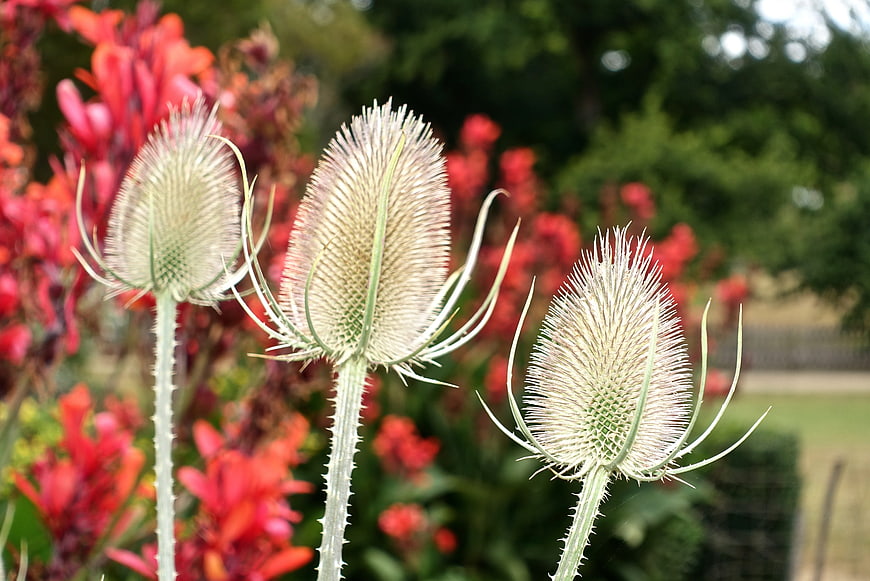 Close-up of Teasel Flowers with Red Background