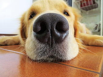 Close-up of Golden Retriever Nose on Tiled Floor