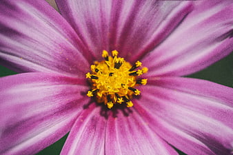Macro Close-Up of Purple Cosmos Flower with Yellow Center