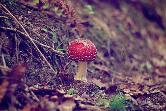 Red Fly Agaric Mushroom in Forest Undergrowth