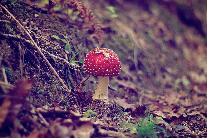 Red Fly Agaric Mushroom in Forest Undergrowth