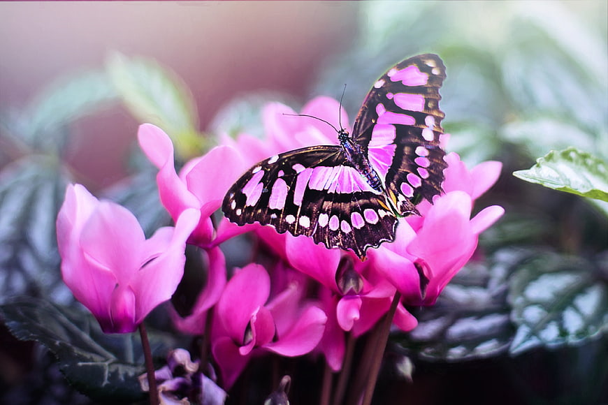 Black and Pink Butterfly on Vibrant Cyclamen Flowers