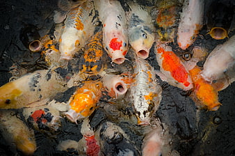 Top View of Colorful Koi Fish Feeding in Dark Pond