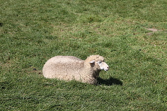 Lone sheep resting in green grassy pasture