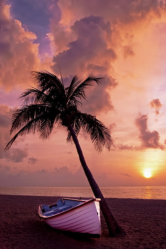 Silhouette of Palm Tree and Boat on Beach at Sunset