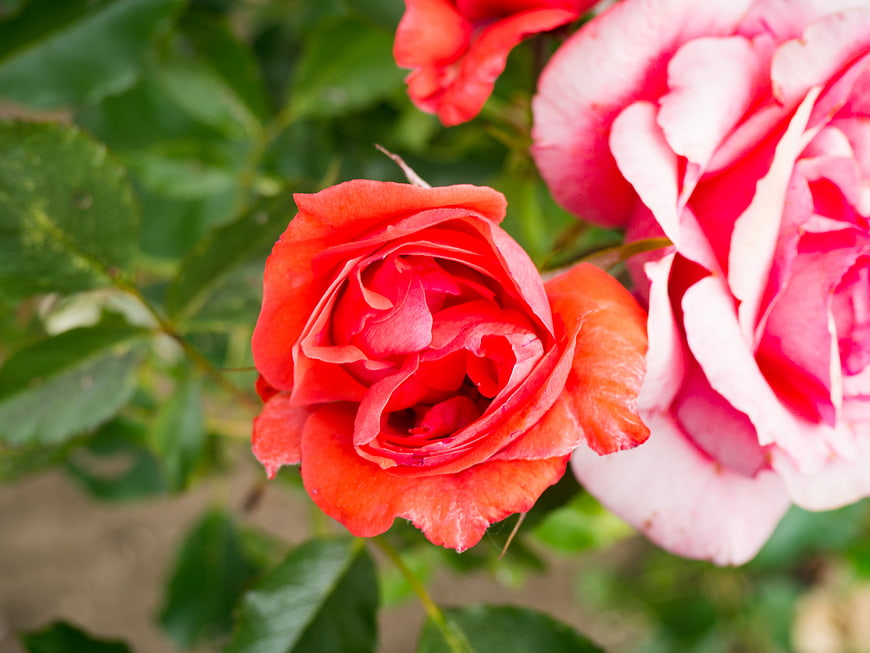 Close-up of vibrant red and pink roses in a garden