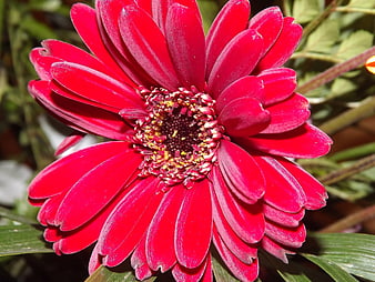 Vibrant Red Gerbera Daisy Close-Up in Natural Light