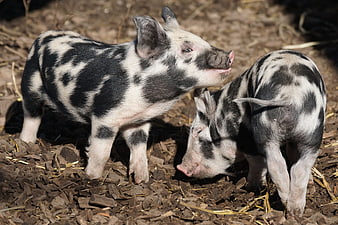 Two Turopolje Piglets Foraging In Natural Farm Environment