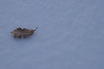 Lone dried oak leaf resting on blue-tinted snow