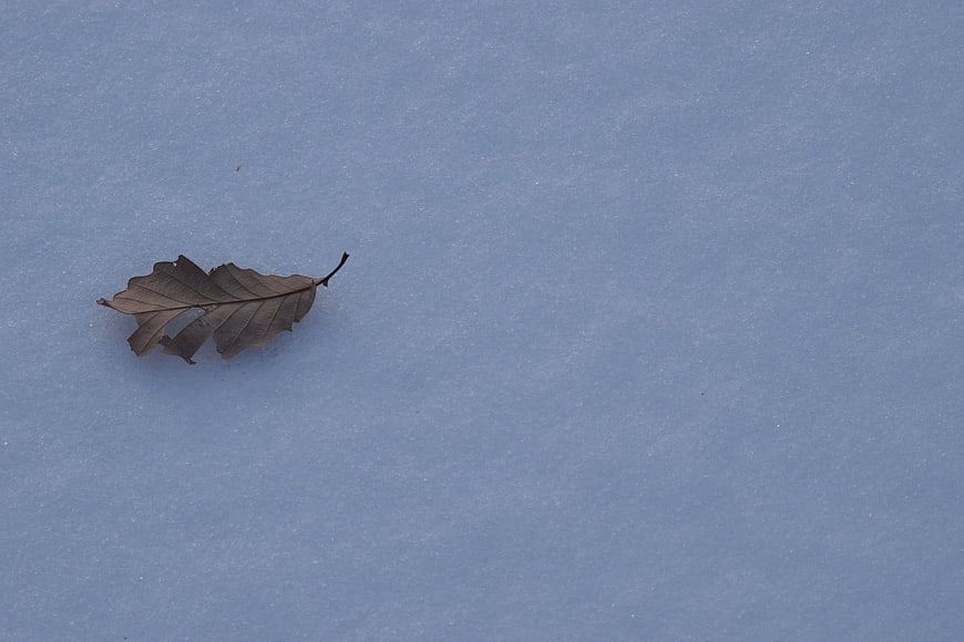 Lone dried oak leaf resting on blue-tinted snow