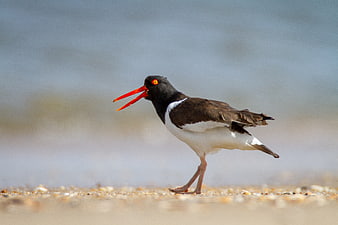 American Oystercatcher Walking on Sandy Beach Shore