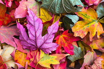 Vibrant Purple and Red Autumn Maple Leaves Close-Up