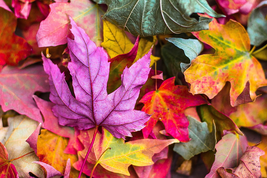 Vibrant Purple and Red Autumn Maple Leaves Close-Up