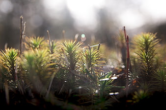 Close-up of mossy forest floor with dew drops and sunlight
