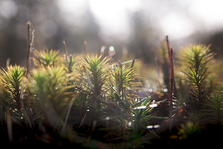 Close-up of mossy forest floor with dew drops and sunlight
