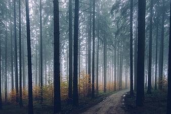 Misty forest path with tall pine trees and autumn foliage