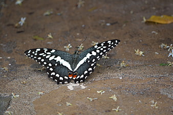 Black and white butterfly on wet ground