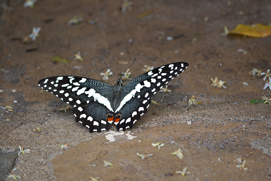 Black and white butterfly on wet ground