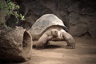 Giant tortoise walking in naturalistic enclosure