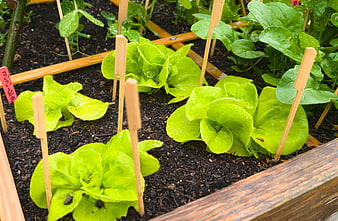 Fresh green lettuce seedlings in a raised garden bed