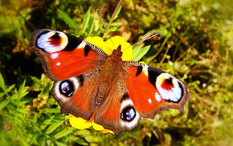 Peacock butterfly on yellow flower in garden