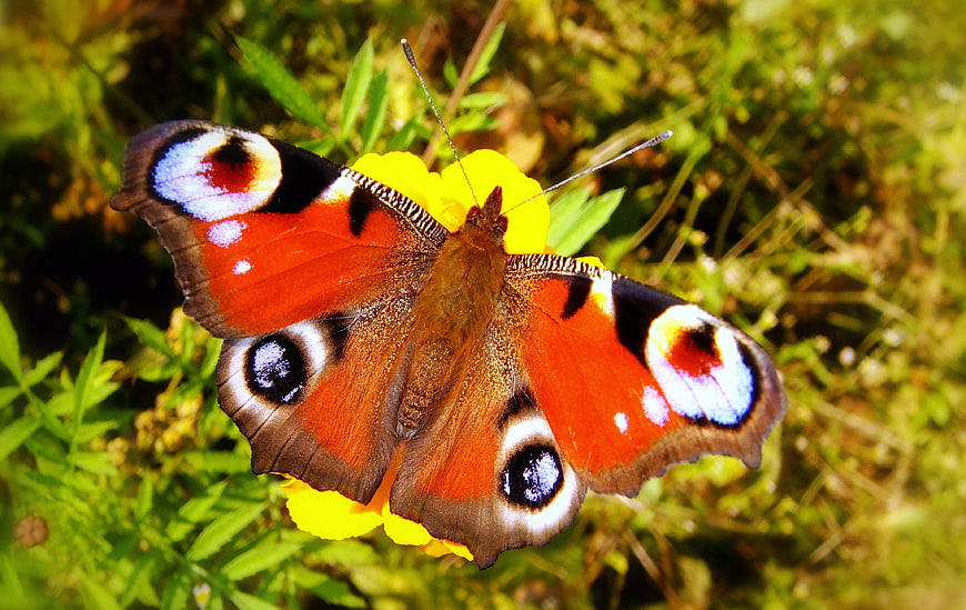 Peacock butterfly on yellow flower in garden