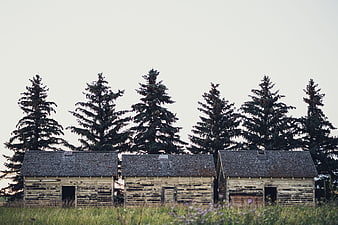 Rustic wooden cabins with pine trees and wildflowers