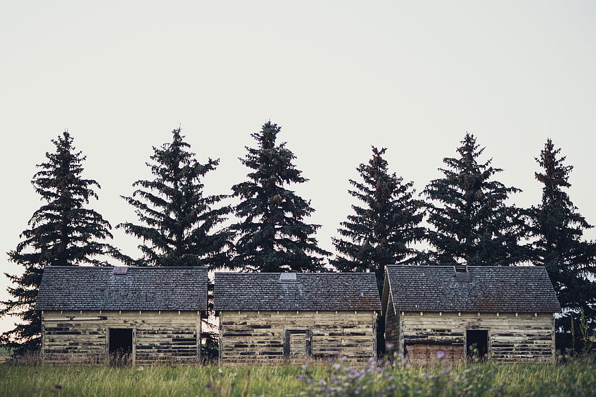 Rustic wooden cabins with pine trees and wildflowers