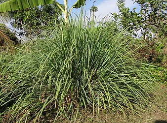 Lush Cymbopogon Lemongrass Plant Growing In Tropical Garden