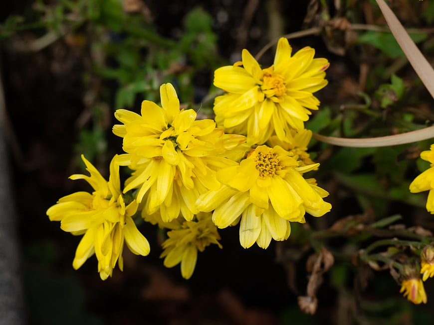 Close-up of vibrant yellow chrysanthemum flowers in autumn garden