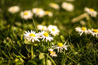 Close-up of white daisies in green grass