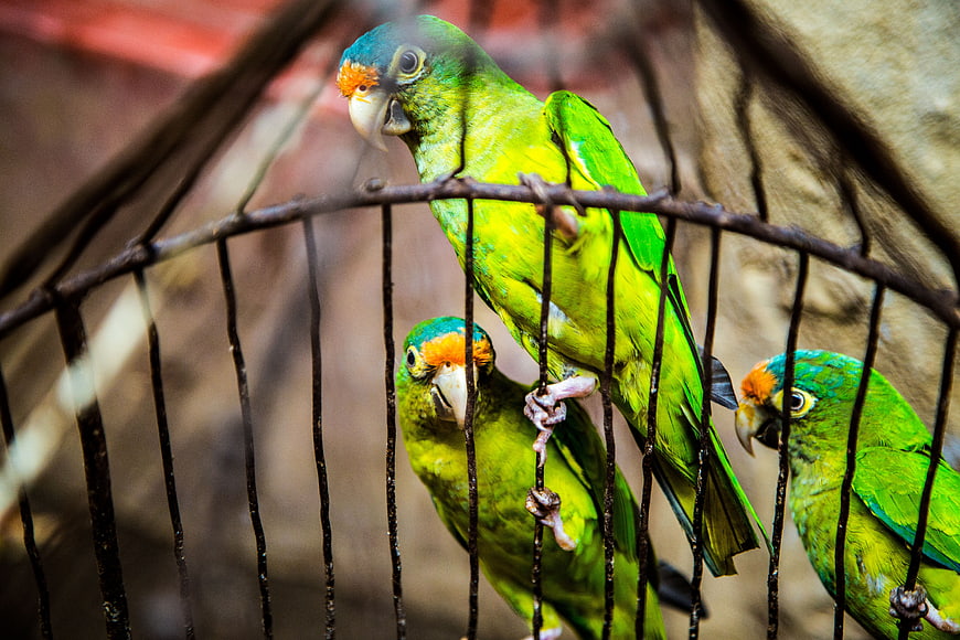 Three Green Parakeets Perched on Cage Bars
