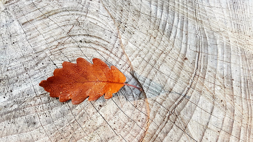 Wet orange oak leaf on textured tree stump background