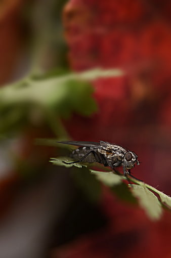 Macro photography of a fly on a green leaf