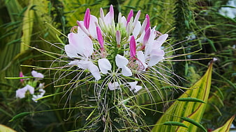 Close-up of Spider Flower with Pink and White Petals