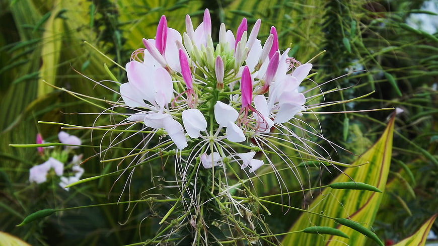 Close-up of Spider Flower with Pink and White Petals