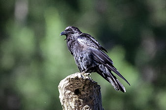 Black Crow Perched on Weathered Wooden Stump