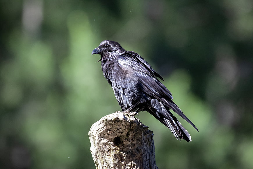 Black Crow Perched on Weathered Wooden Stump
