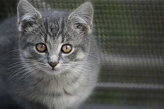 Close-up portrait of a cute grey tabby kitten with amber eyes