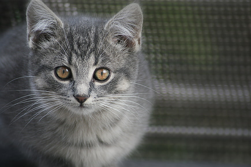 Close-up portrait of a cute grey tabby kitten with amber eyes