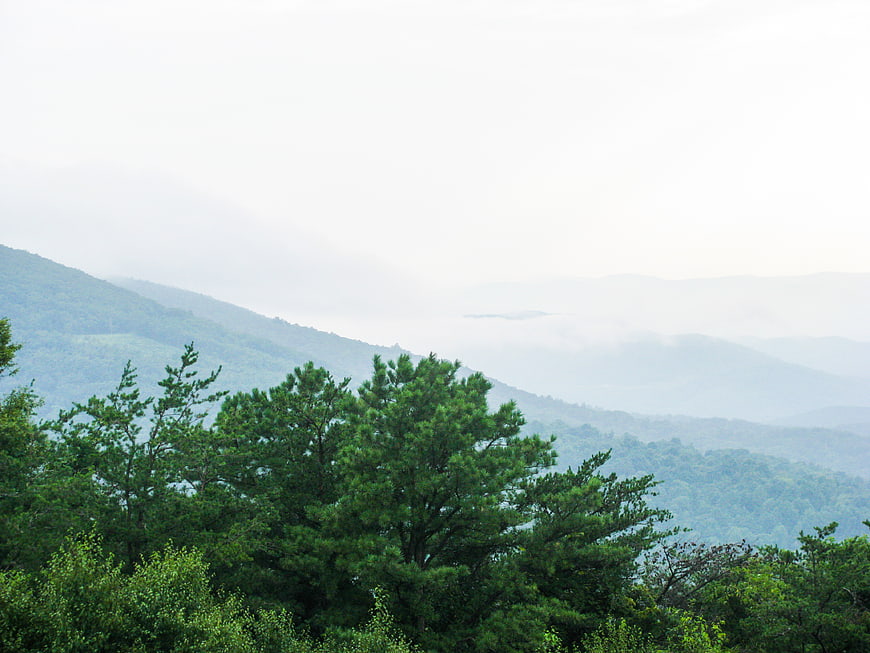 Misty mountain landscape with green pine trees and fog