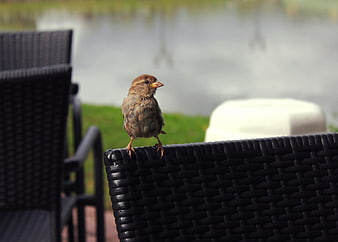 Small brown sparrow perched on black wicker chair