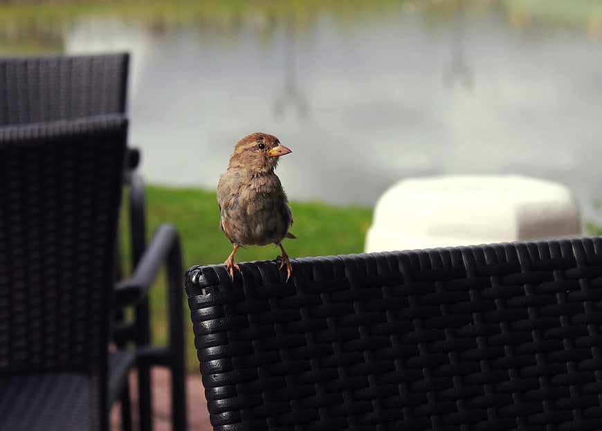 Small brown sparrow perched on black wicker chair