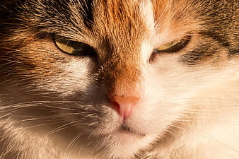 Close-up portrait of a calico cat face with intense eyes